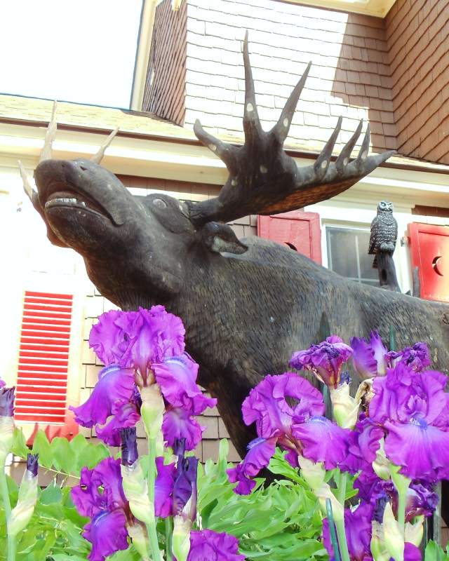 Lodge at Moosehead Lake flowers