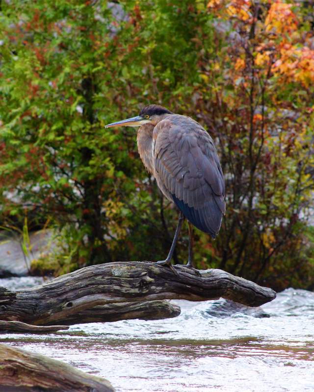 Bird Watching in Greenville, Maine