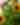 Maine Sunflowers