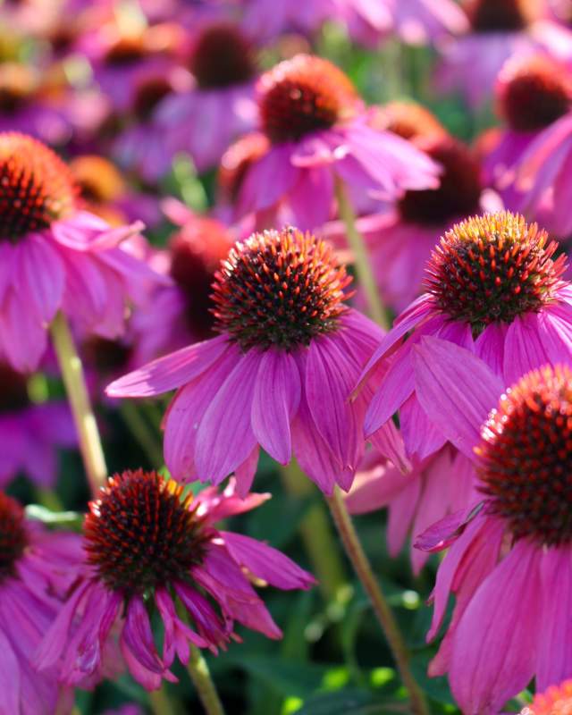 Cone Flowers