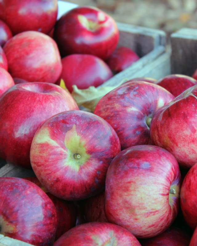 Apples in Maine