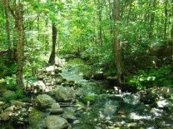 Small creek in the forest