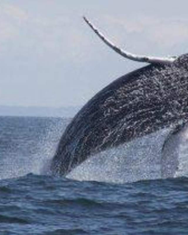 Humpback whale